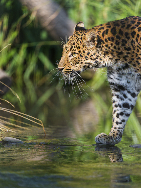 Leopard walking on water by Tambako the Jaguar on Flickr.