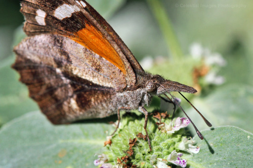 celestialmacros: American Snout (Libytheana carinenta)August 12, 2019Southeastern Pennsylvania