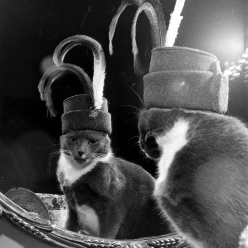 providencepubliclibrary:“A cat named Monkey with a large hat collection, circa 1948/1949.&rdqu