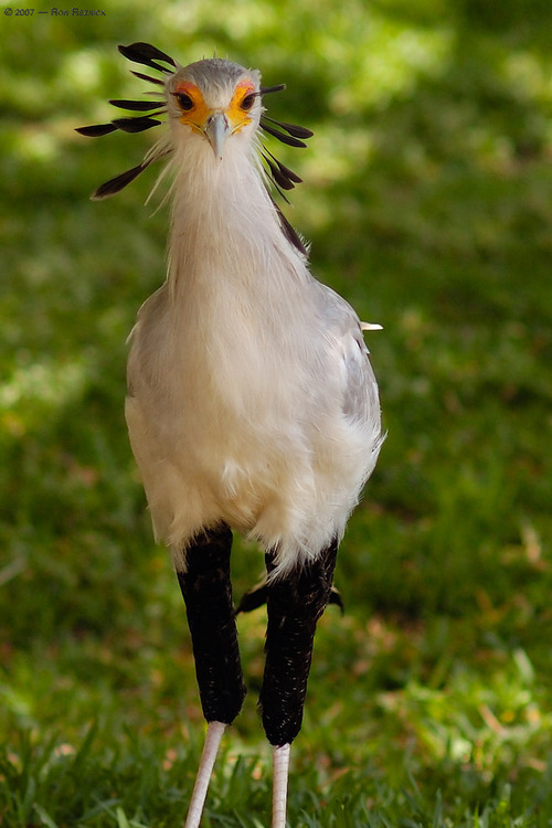 anrisalikespie:  Can we just take a moment to look at the Secretary Bird? Okay, first