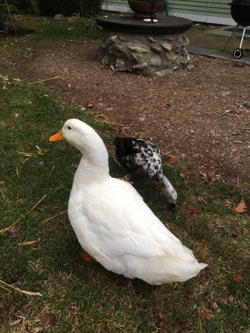 Darcy &amp; Lizzy Yin and yang