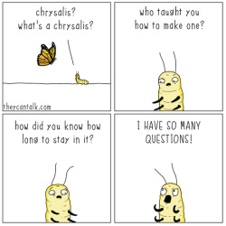 theycantalk: chrysalis
