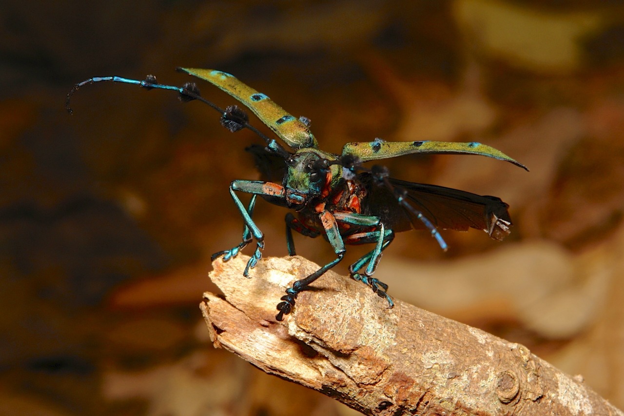 sinobug:  The TOP TEN BEETLE images taken in 2015 and posted to itchydogimages on