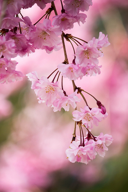 prettylittleflower:  weeping cherry by Sky-Genta on Flickr. 