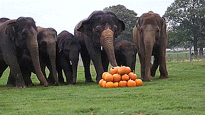 armedandgayngerous: cup-a-fear:   bunjywunjy: …I mean, if I was an elephant, that’s