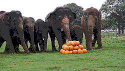 melifair: lionesshathor:  armedandgayngerous:  cup-a-fear:   bunjywunjy: …I mean, if I was an elephant, that’s exactly what I would do.  “Come on lads it’s time to fucking uuuhhh step on some things”   is this that Smashing Pumpkins band  You