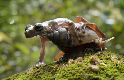 nubbsgalore:nordin seruyan photographs a snail in central borneo asking a frog if he wants a ride