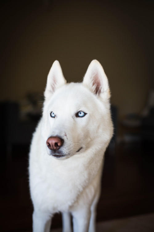 wherehorsesmeetdogs: how pretty can one dog be?
