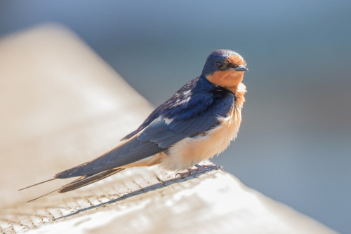  Barn Swallow (Hirundo rustica) >>by Marion Hill 