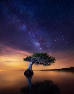 thebeautifuloutdoors:Tree amongst infinity, Japan. [940x1196] (Isaac Weber photography). http://bit.ly/2RbPwBf 