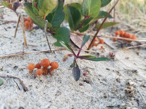 These little mushrooms, probably a Laccaria species, seemed perfectly at home in the sand at Du