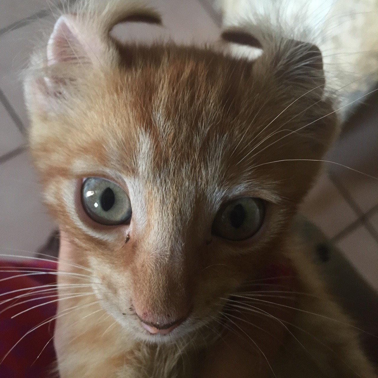 corporation-cats:  😻 