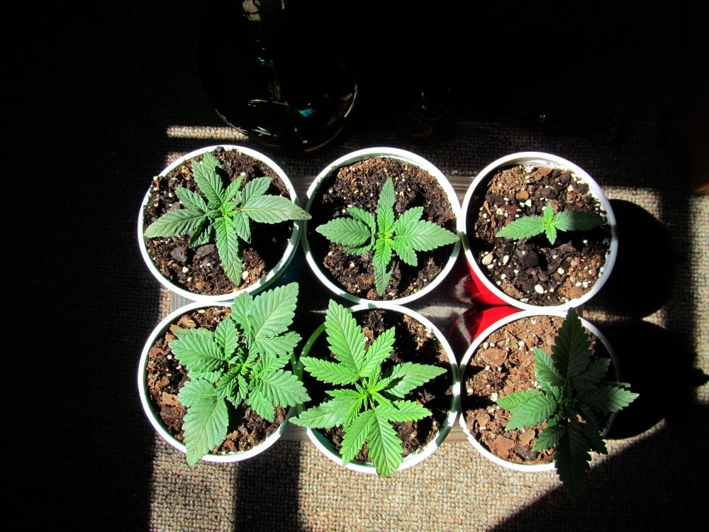 rebirthofalibra:  From Seed to Weed 