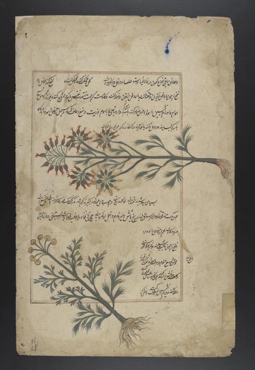 Illustrations of plants from LJS 278, Kitāb-i ḥashāʼish (a translation of De Materia Medica), an 