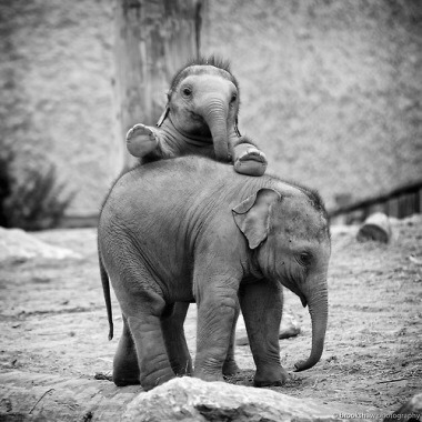 indestructible-manifestations:  Baby elephants, why you so cute? I simply cannot
