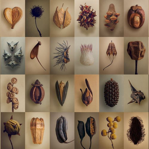 cafeinevitable:The Hidden Beauty of Seeds and Fruits: The Botanical Photography of Levon Bissseeds a