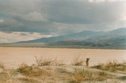 marinebeccarelli:Coyote, Death Valley, California,