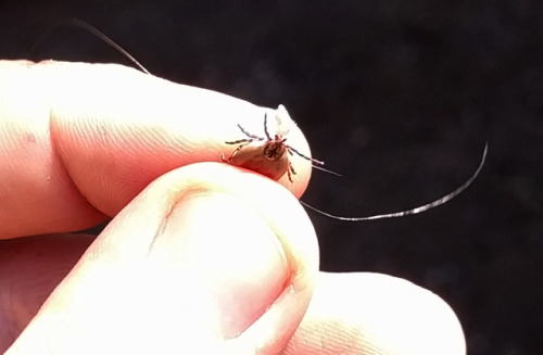 Rural life…Found this tick burrowed in Judas Jr.’s hair. I’ve been checking him