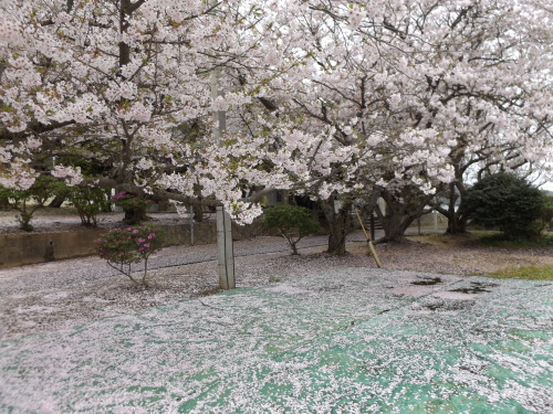 Sakura at a shrine