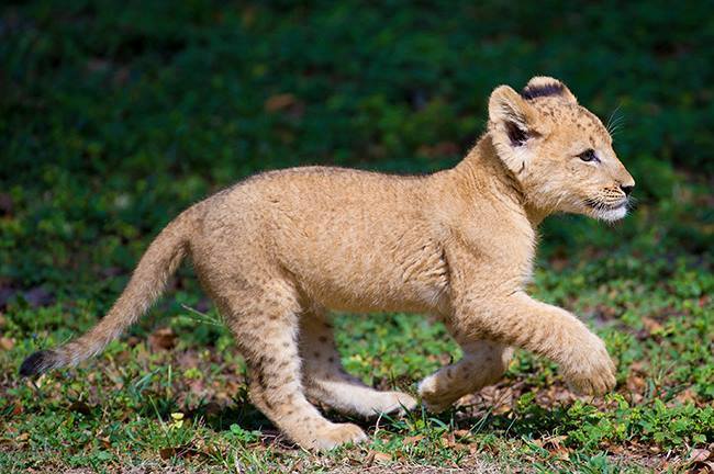 zooborns:  Zoo Miami’s Lion Cub Makes His First Public Apearance  For the first