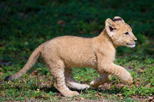 zooborns:  Zoo Miami’s Lion Cub Makes His First Public Apearance  For the first time in Zoo Miami history, a Lioness and her cub went on public exhibit together. First-time mother Asha and her three month old male cub K’wasi thrilled zoo guests last