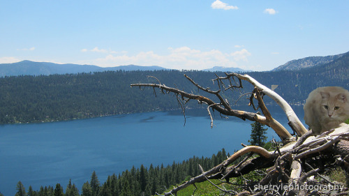 sherrylephotography: Mr Gold on the Mt Tallac Trail with Fallen Leaf Lake behind him. Created by @sh