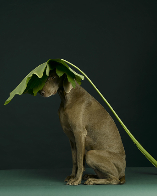 leslieseuffert: William Wegman (b. 1945, USA) 2005 ‘Dog Portraits’