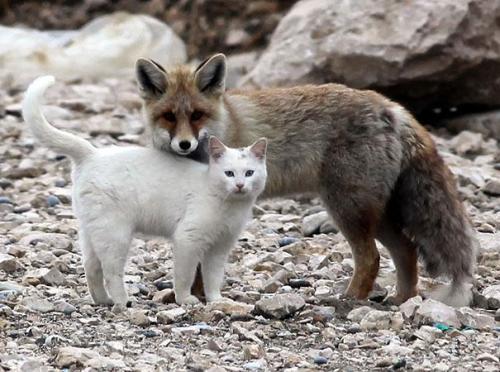 necdetarslan:catsbeaversandducks:The Cat and the FoxThis curious pair was spotted playing by fishermen on the shore of L