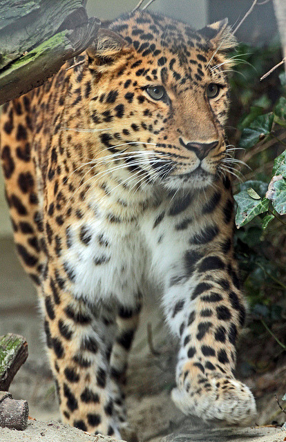 fiji-zebra: theanimaleffect: amoerpanter artis IMG_0887 by j.a.kok on Flickr. ▲▼▲▼tropical▲▼▲▼ ~