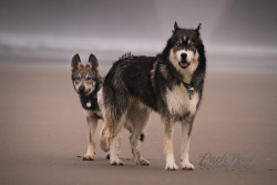 naturepunk:    Spent another wonderful day with Kyro the husky from @goldilocksandthewolf​; this time, we hit up Cannon Beach to have some off-leash time. Ivar’s recall training is starting soon - it’s become apparent that he’s not as keen to