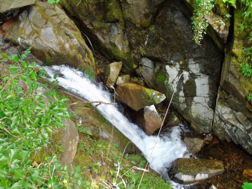 Hill walk in the Ochils from  Tillicoultry.A few more from Sunday’s walk (The easy bit) 