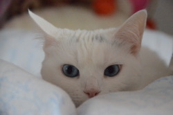 oransje:  Photoset of my cat - Tikiri (✿◠‿◠)