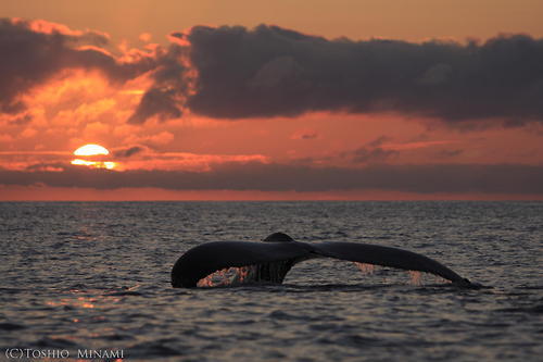 trynottodrown:Humpback whales at sunset | Toshio Minami