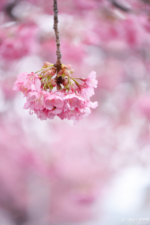 days-photo-diary: あの日もキミは咲いていたね。そして、これからもきっと… #花 #河津桜 #桜 #早春 #5年目 #東京 #自然 #写真
