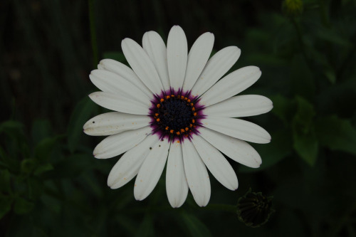 the-secret-life-of-plants: Osteospermum sp. (Compositae) by Tim Waters on Flickr.