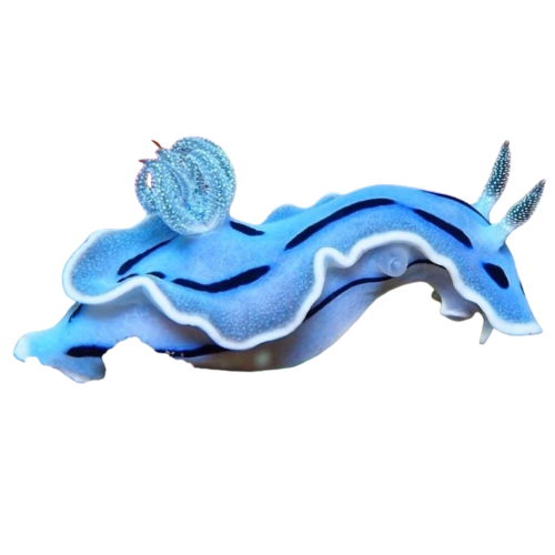 Since The Past Two Requests Have Been Sea-life Related, I Was Wondering If You Could Do Some Nudibranchs?