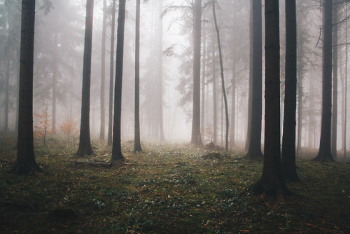 czechthecount: In the shadows of the misty forest.. by czechthecount: instagram | facebook | 500px |