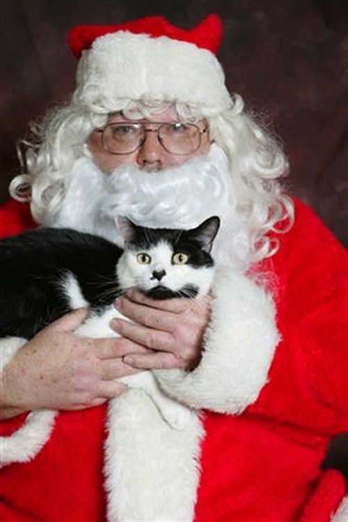 teratomarty:  unimpressedcats:  who is this fat man and why is he holding me?  Kitty