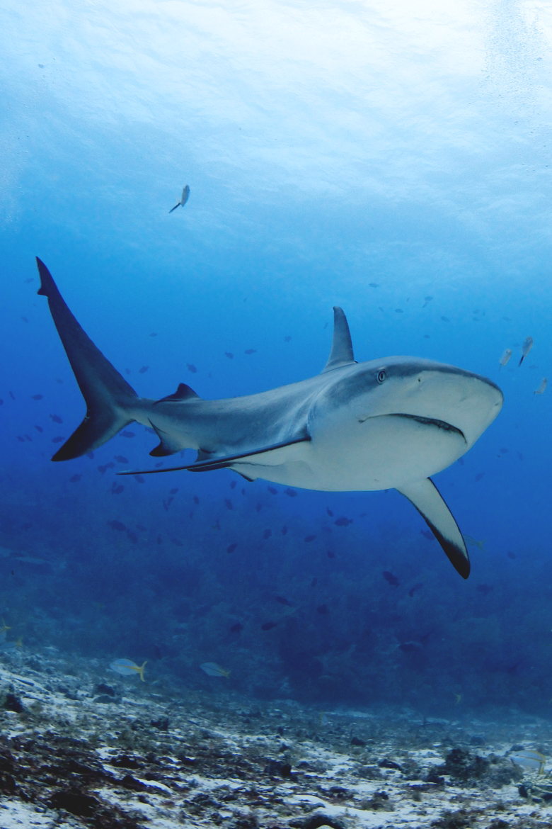 reals:  Tiger Shark | Photographer