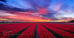 kohalmitamas:  Tulips of Holland by dvansilfhout