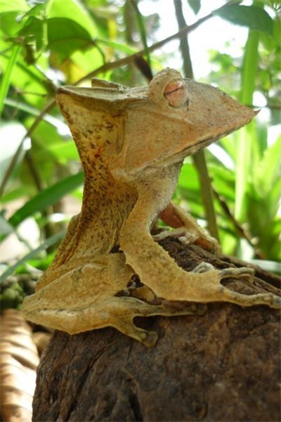 realmonstrosities:The Horned Tree Frog has sticky-out bits!These arboreal frogs are incredibly jagge