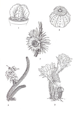 plant-scans:  1.Astrophytum myriostigma,