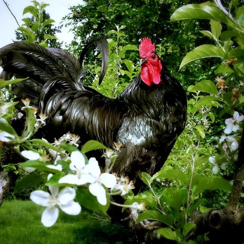 A peaceful boy among flowers 