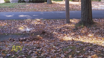 sizvideos:  Video  &hellip;. That&rsquo;s so much overkill it hurts&hellip;.