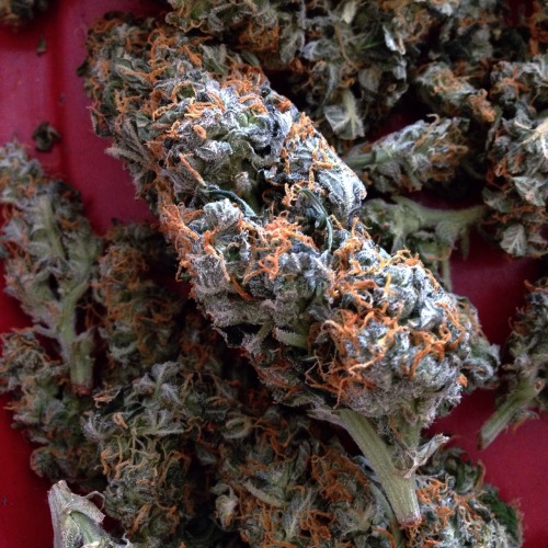 sortofaweedblog: Ultra lemon haze. ✨