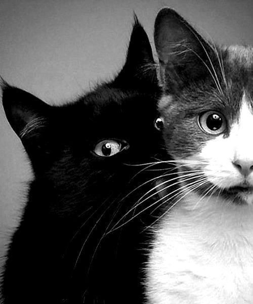i-darkness-things:  §§