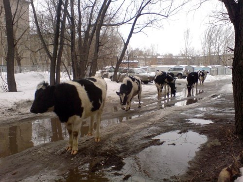 fuckyeahomsk:Omsk, Siberia