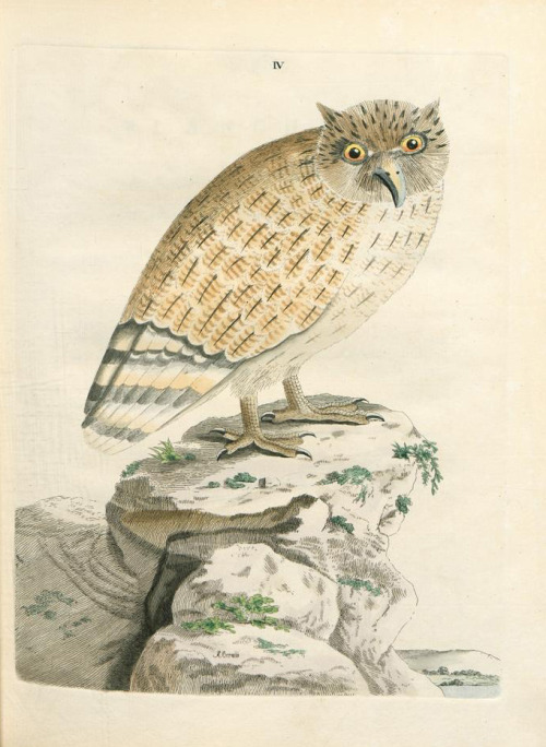 Peter Brown, New Illustrations Of Zoology, 1776. London. Via University Library Sachsen-Anhalt.