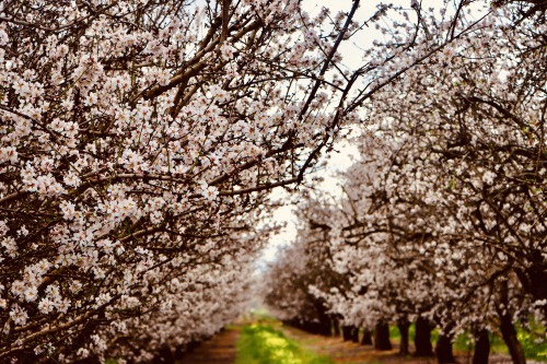 Dainty Almond BlossomsJust happened to drive pass this family owned almond grove, and with the wind 