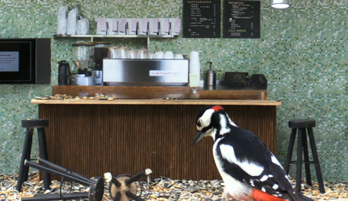 This woodpecker is very disappointed by the other patrons.